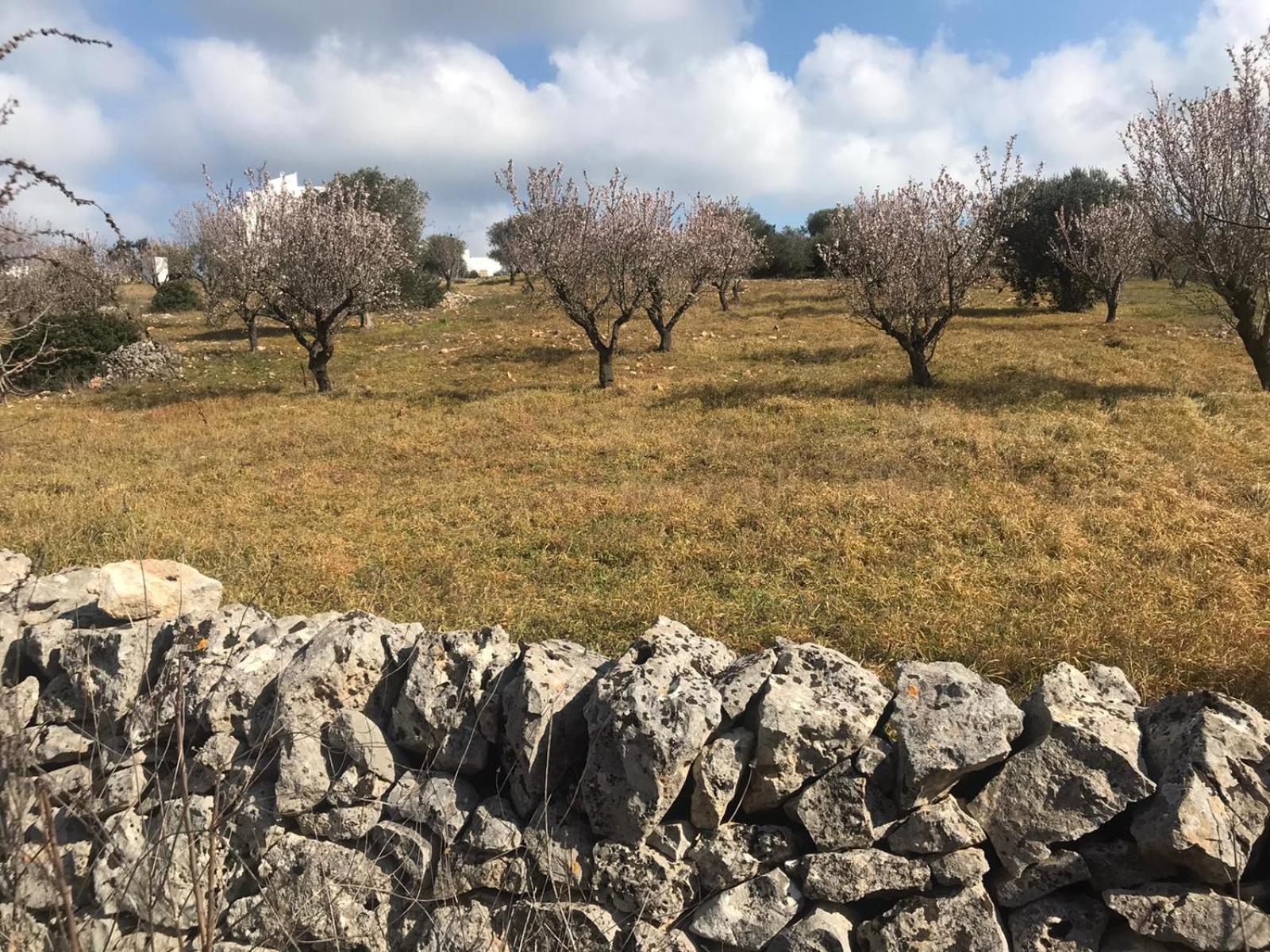 Piccolo Trullo Ostunese Le Jardin De Sophie' Ostuni Exterior photo