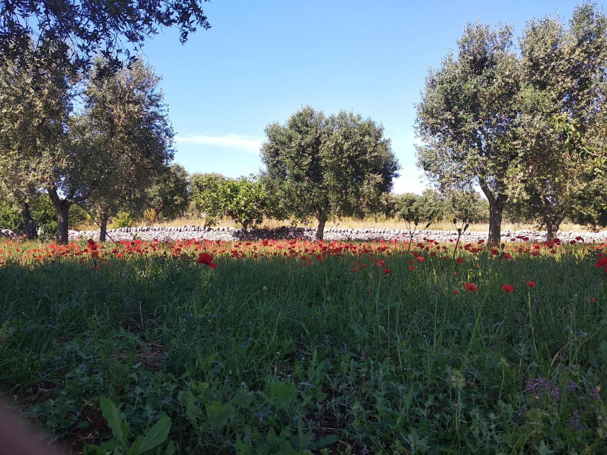 Piccolo Trullo Ostunese Le Jardin De Sophie' Ostuni Exterior photo